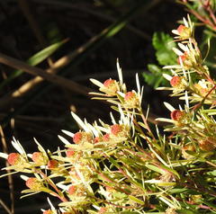 Alatosperma