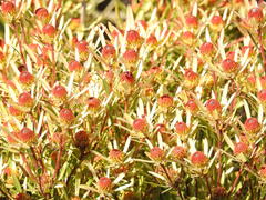 Alatosperma