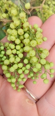 Berberis laurina