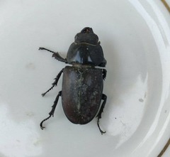 Lucanus cervus