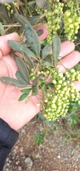 Berberis laurina