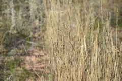 Agropyron desertorum