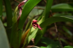 Maxillaria meleagris