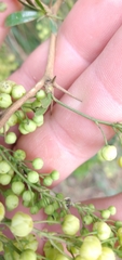 Berberis laurina
