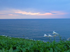 Lilium longiflorum scabrum