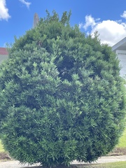 Tracheophyta