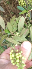 Berberis laurina