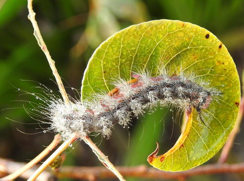 Lederhosen Moth