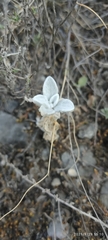Tidestromia suffruticosa