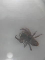 Salticidae