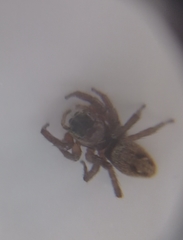 Salticidae