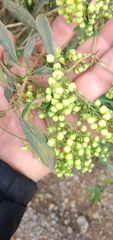 Berberis laurina