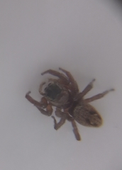 Salticidae