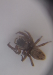 Salticidae