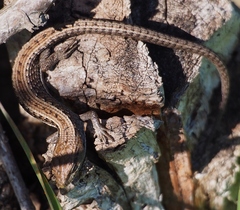 Elgaria coerulea coerulea
