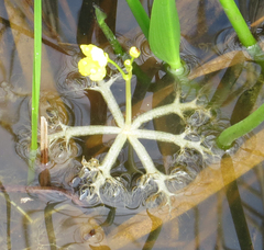 Utricularia radiata