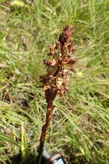 Satyrium longicauda longicauda