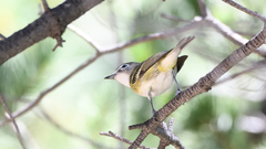 Vireo cassinii