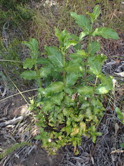 Burchellia bubalina