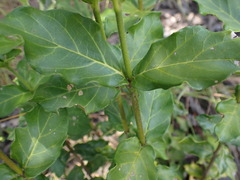 Burchellia bubalina