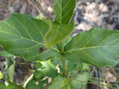 Burchellia bubalina