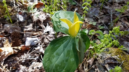 Trillium luteum