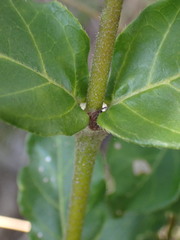 Burchellia bubalina
