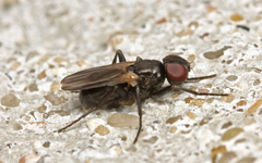 Freraea gagatea