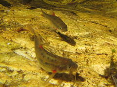 Pseudobarbus burchelli