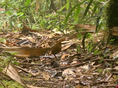 Grallaria saturata