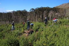 Aspalathus astroites