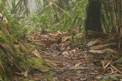 Grallaria saturata