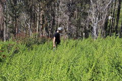 Aspalathus astroites