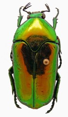 Agestrata semperi
