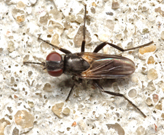 Freraea gagatea