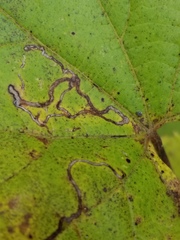 Phyllocnistis vitifoliella