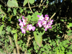 Lantana megapotamica