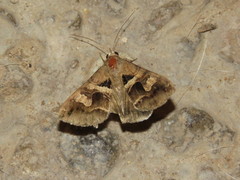 Melipotis