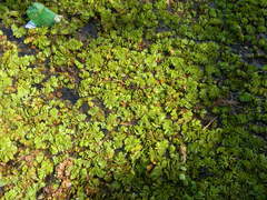 Salvinia molesta