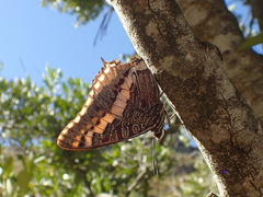 Charaxes pelias