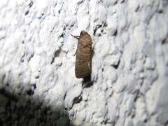 Lepidoptera