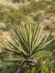 Yucca torreyi