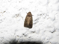Lepidoptera