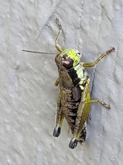 Melanoplus gracilis