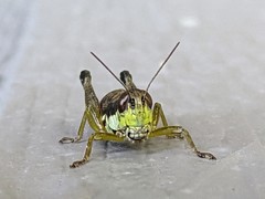 Melanoplus gracilis
