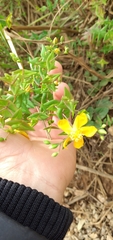 Hypericum caprifoliatum