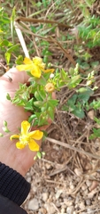 Hypericum caprifoliatum