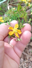 Hypericum caprifoliatum