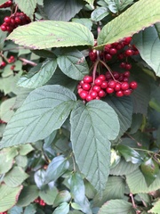 Viburnum wrightii