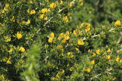 Aspalathus astroites